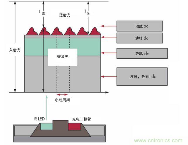 可以用發(fā)光二極管 （LED） 來照亮皮膚，然后測量反射到一個光電二極管的光量來監(jiān)測每個心動周期