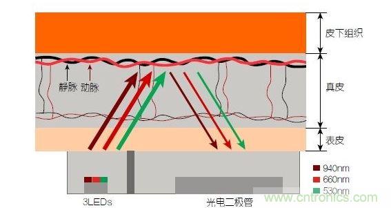 反射光脈搏測量原理。傳感器發出的光透過皮膚和組織，一部分被吸收，一部分被反射回檢測器。因為動脈中的血流量隨心臟的每次跳動會有所變化，因此光線被吸收的量以及檢測器收到的信號強度也會隨之發生改變。綠光可以在手腕處提供最佳結果，而紅光和紅外光一般用于手指測量。 8